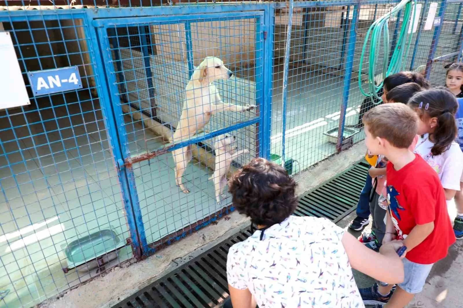 Bodrum’da 186 öğrenci patili dostlarıyla vakit geçirdi