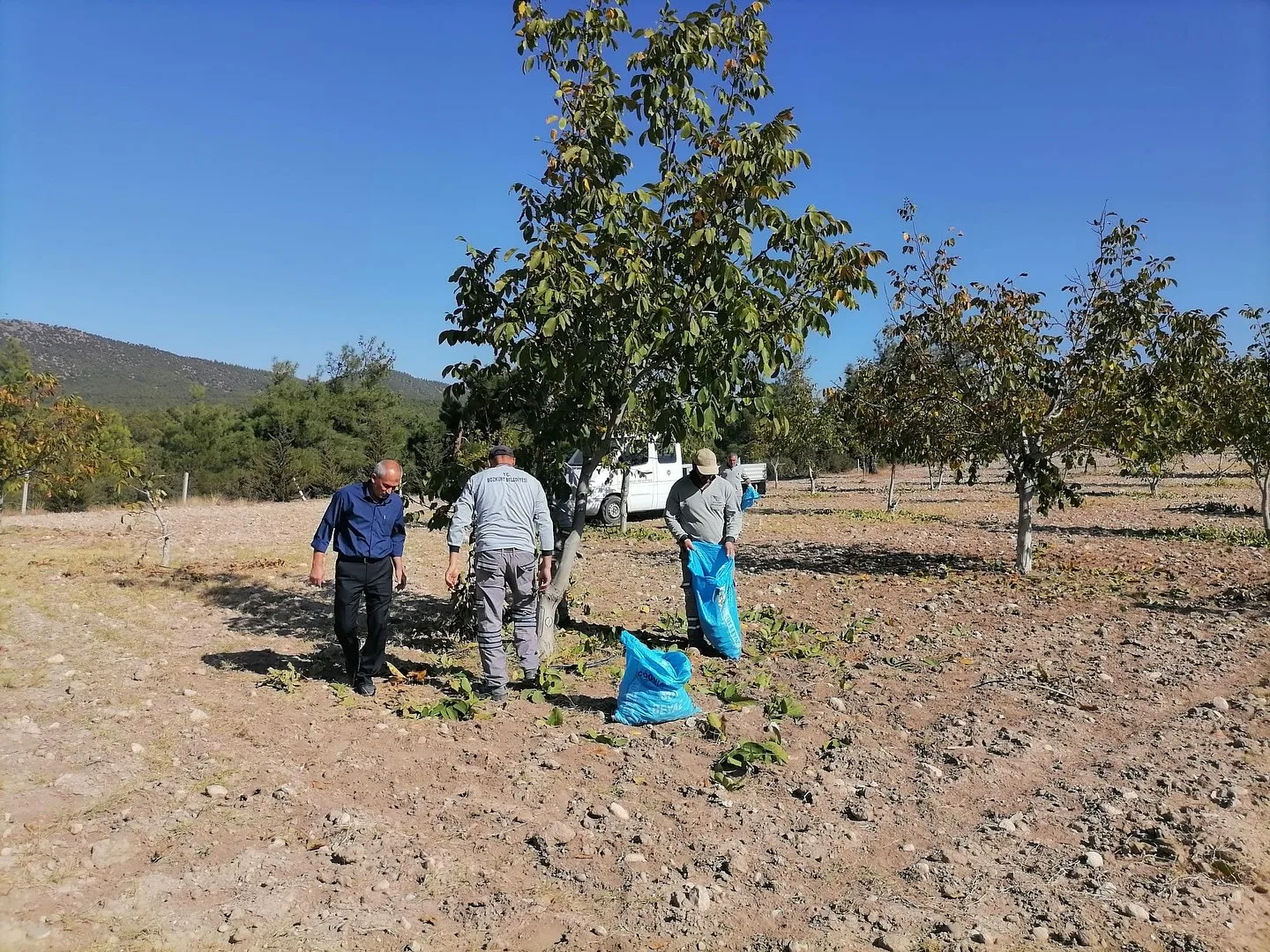 Bozkurt’ta belediyenin ceviz bahçesinde ilk hasat yapıldı