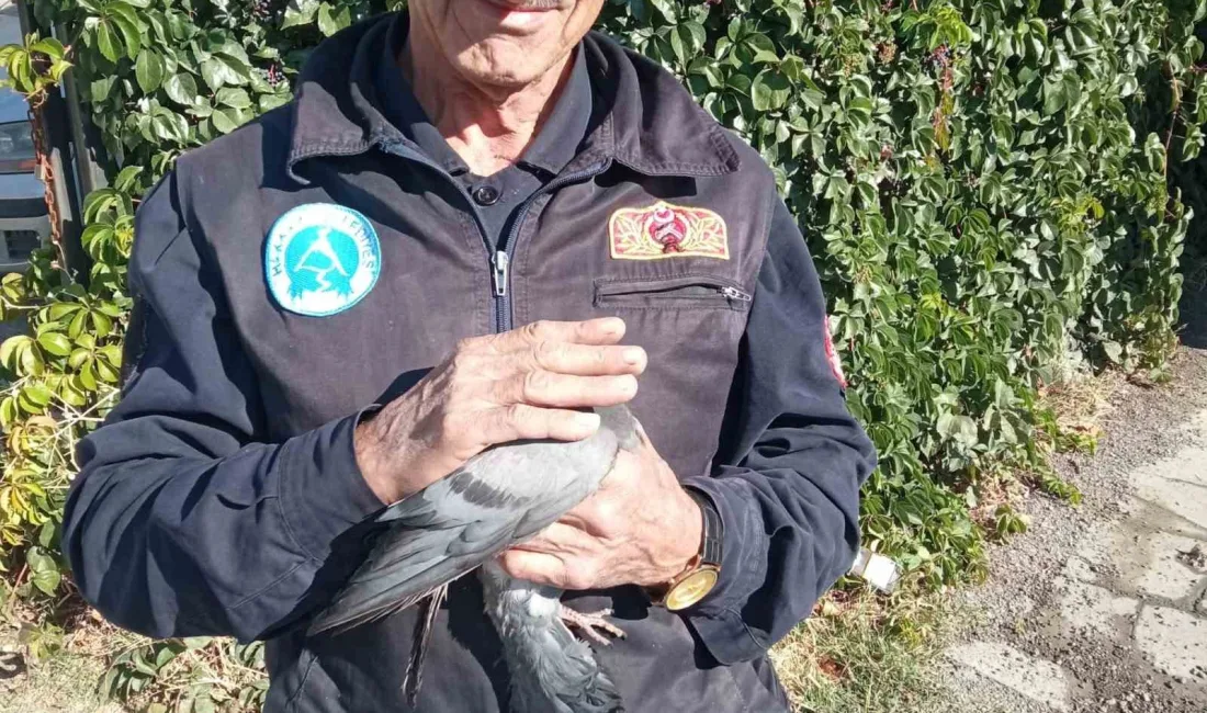 HAKKARİ’DE KANADI ÇATIYA SIKIŞAN