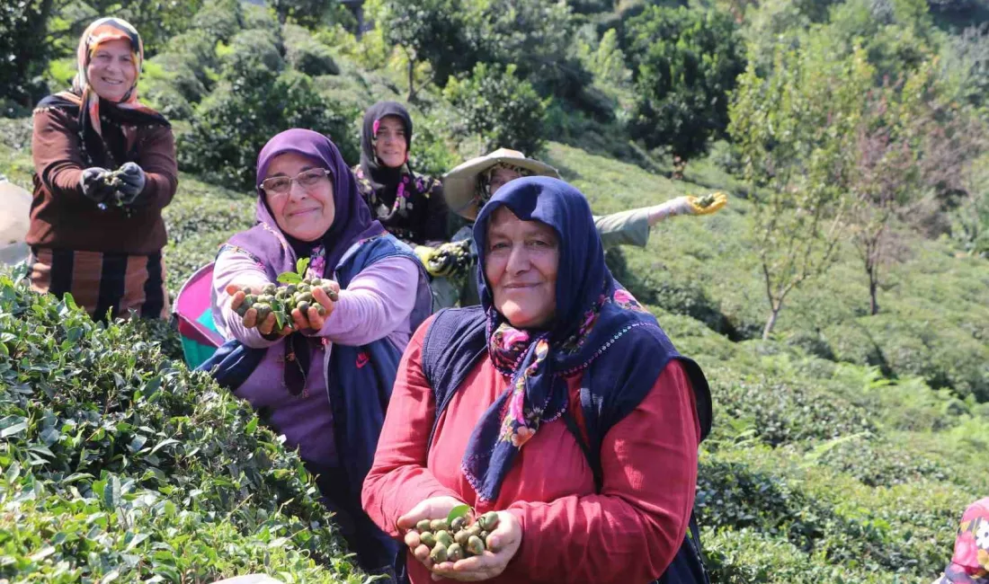 RİZE’DE ÇAY SEZONUNDA SONA