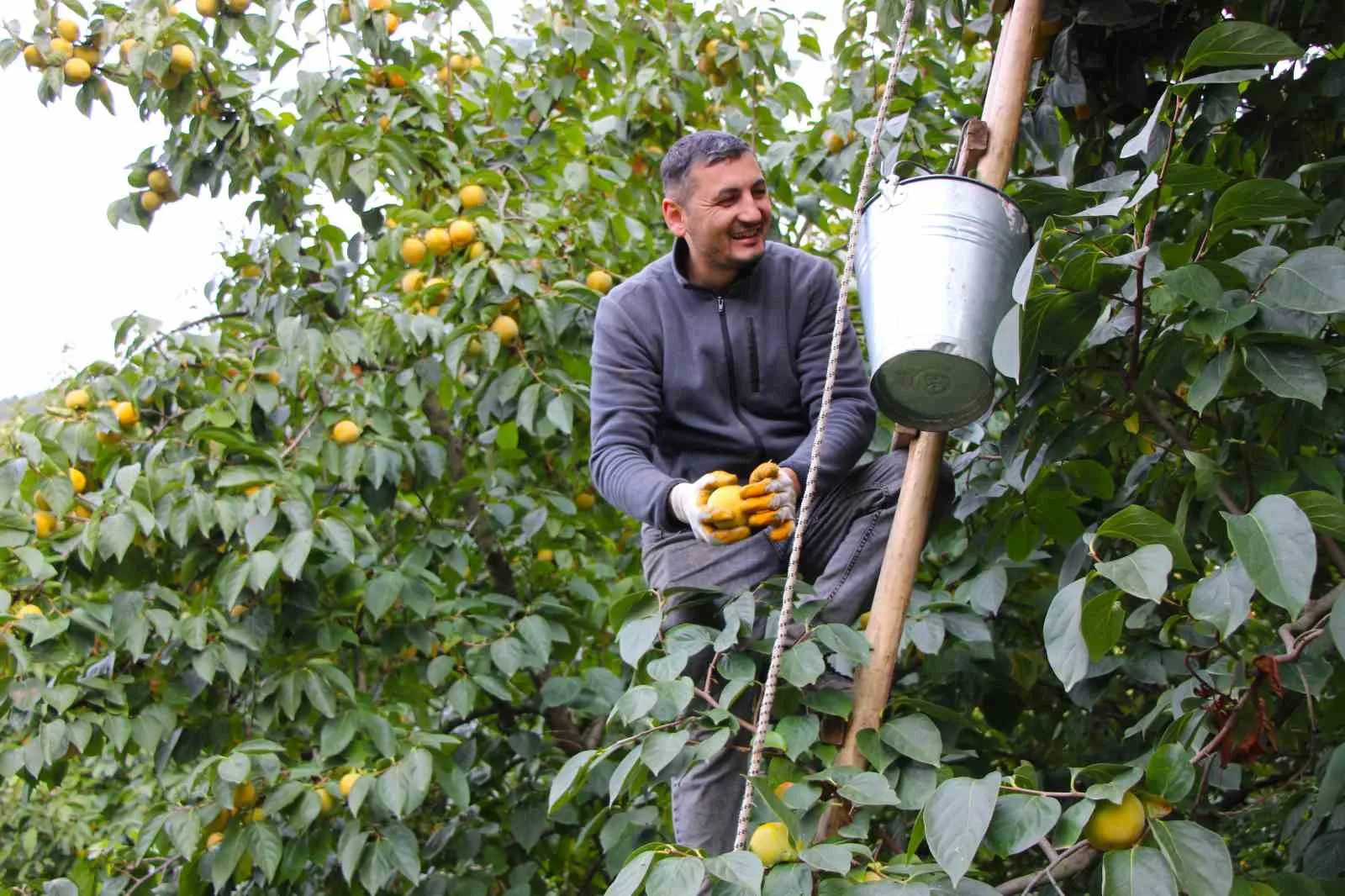 Çiğdemlik köyünde bütün ağaçlar ‘sarı altın’: Kurusunun kilosu 250 TL