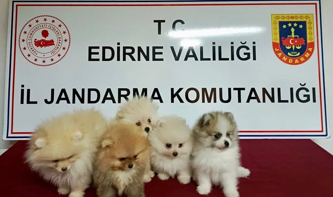 POMERANİAN CİNSİ KÖPEKLER, EDİRNE'DE