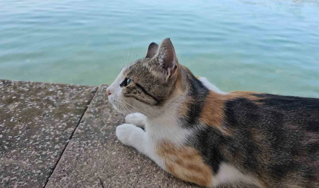 ZONGULDAK'IN EREĞLİ İLÇESİNDE SAHİL