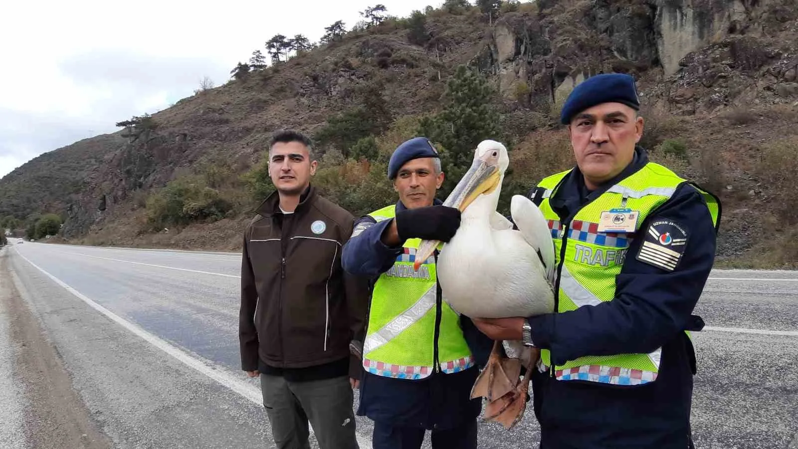 Devriye atan jandarma pelikan kuşu buldu: Hamsiyle beslediler