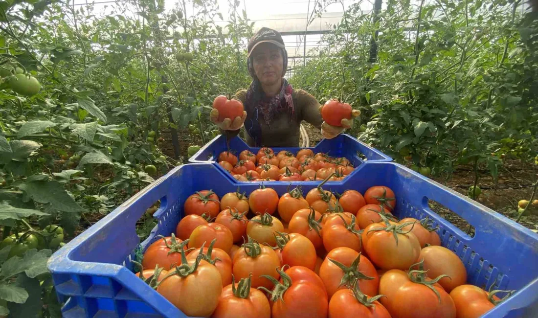 ANTALYA’NIN AKSU İLÇESİNDE İLK