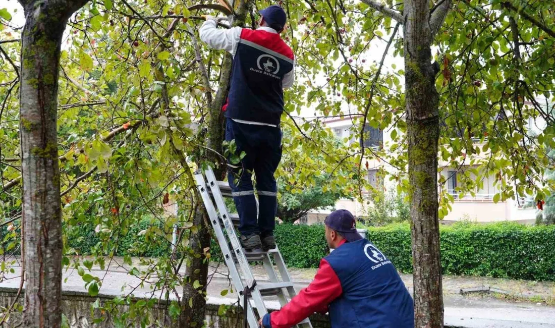 DÜZCE BELEDİYESİ PARK VE