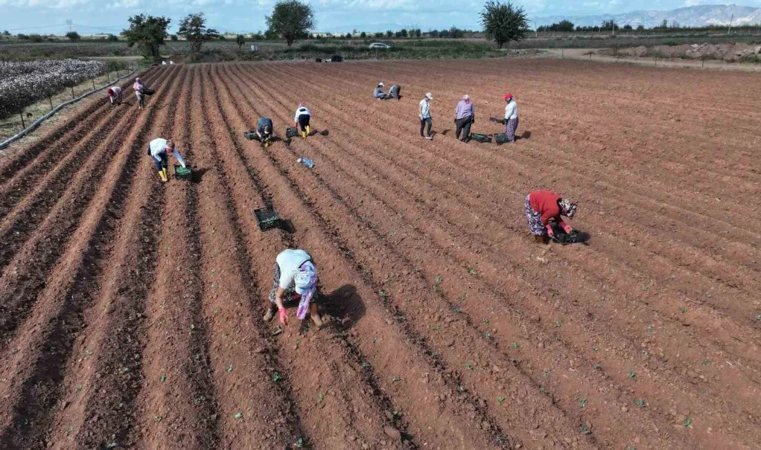 EFELER ÜRETMEYE DEVAM EDİYOR