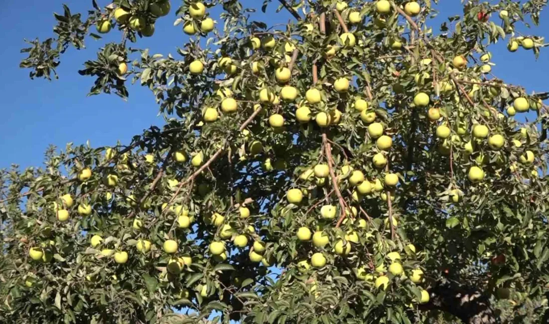 VAN'IN ERCİŞ İLÇESİNDE ÇİFTÇİLER