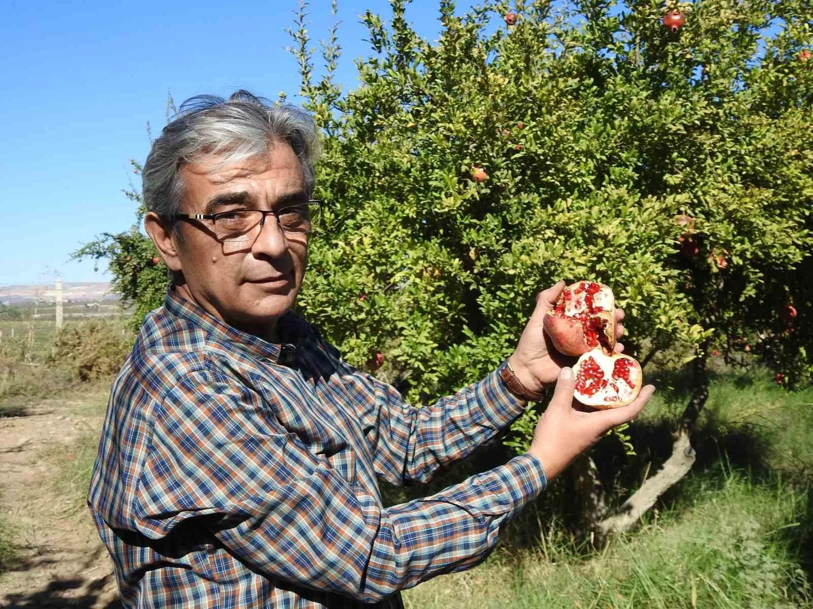 Gaziantep’te çiftçiler nar hasadına hazırlanıyor