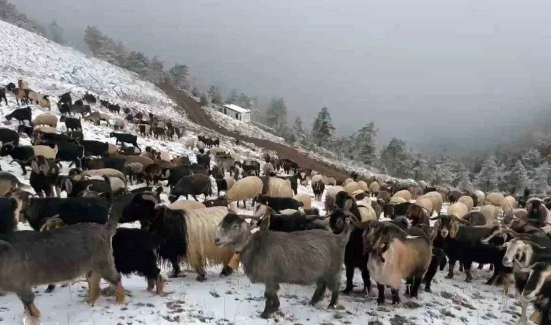 GİRESUN YAYLALARINA KAR YAĞDI,