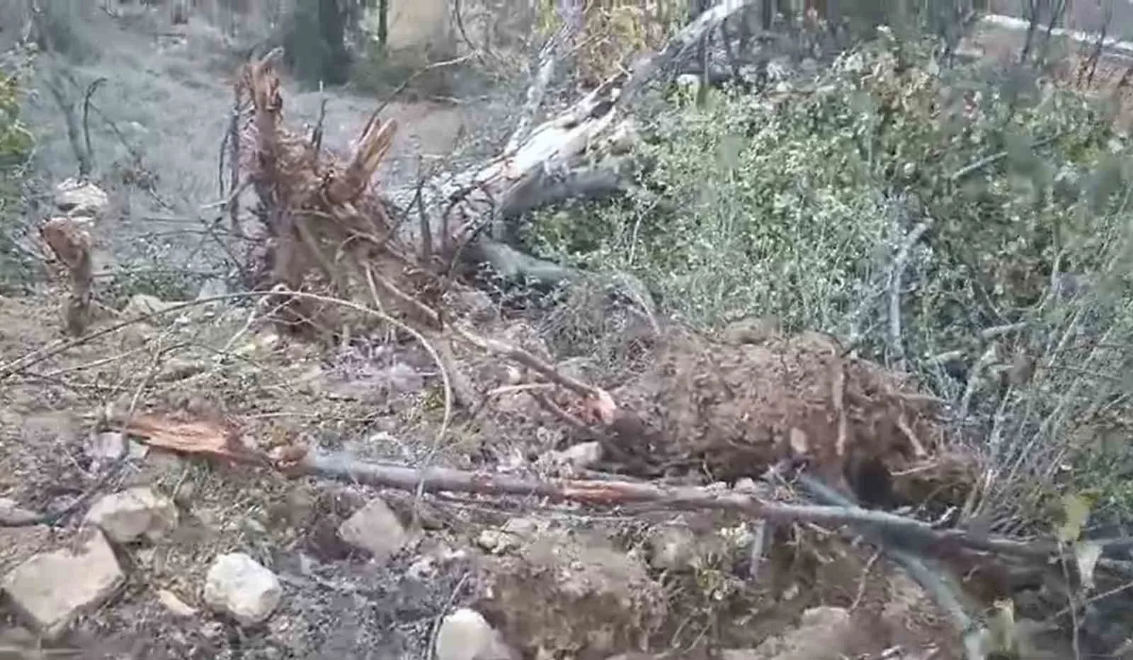 Giresun’un Çamoluk ilçesinde sökülen yarım asırlık ceviz ağaçları tepkiye neden oldu