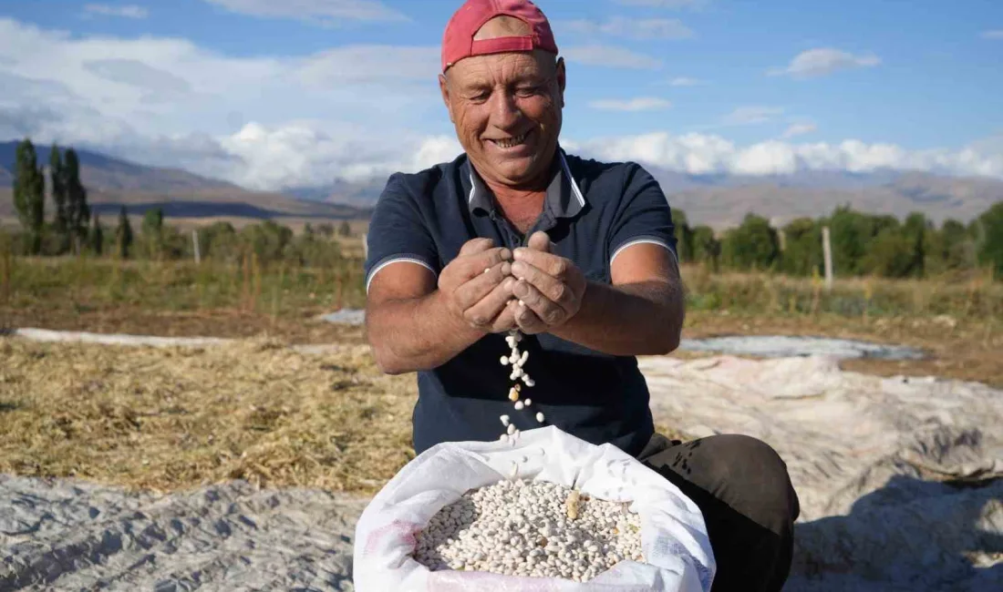 GÜLE OYNAYA HASAT EDİLEN