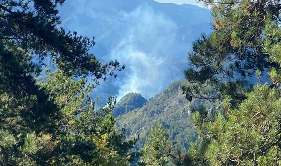 HATAY’DA ÇIKAN ORMAN YANGININA