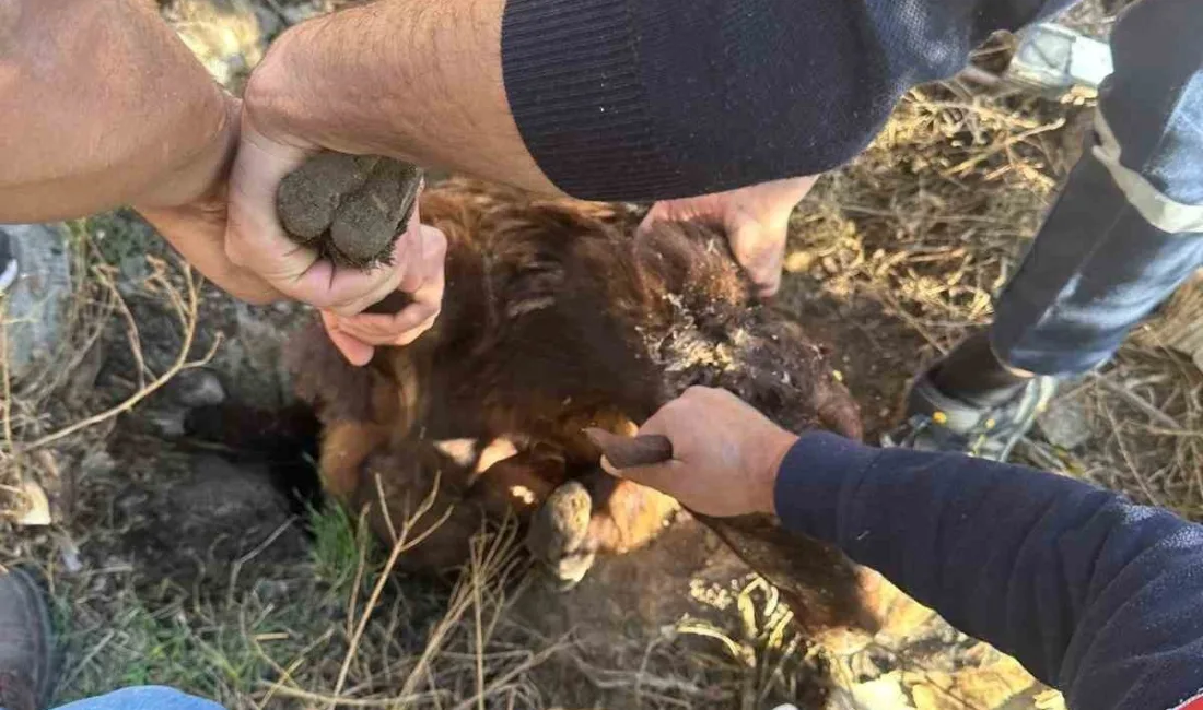 IĞDIR'DA KUYUYA DÜŞEN KOYUN