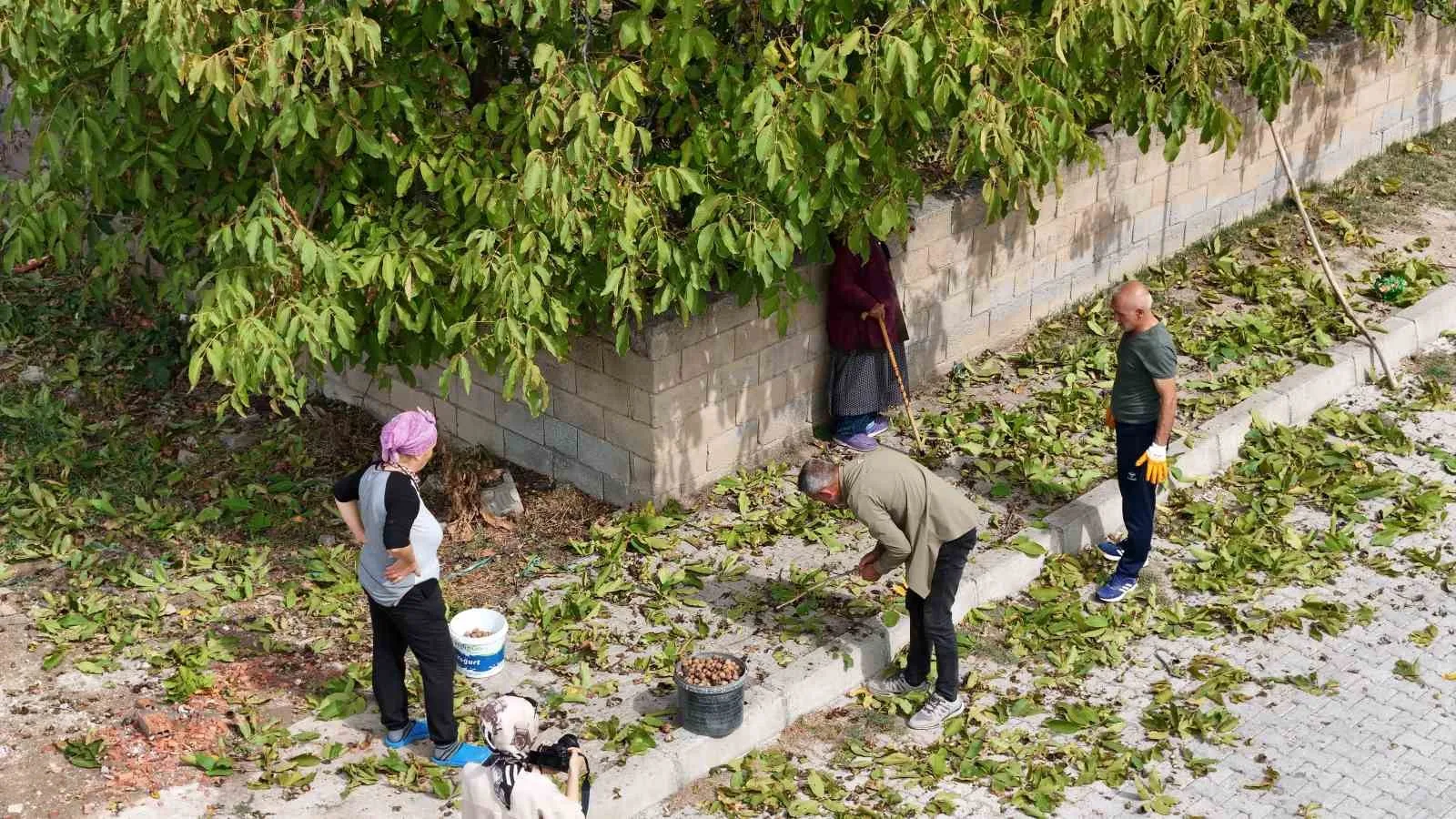 İnce kabuğu ve doluluk oranıyla meşhur Erzincan cevizinde hasat zamanı