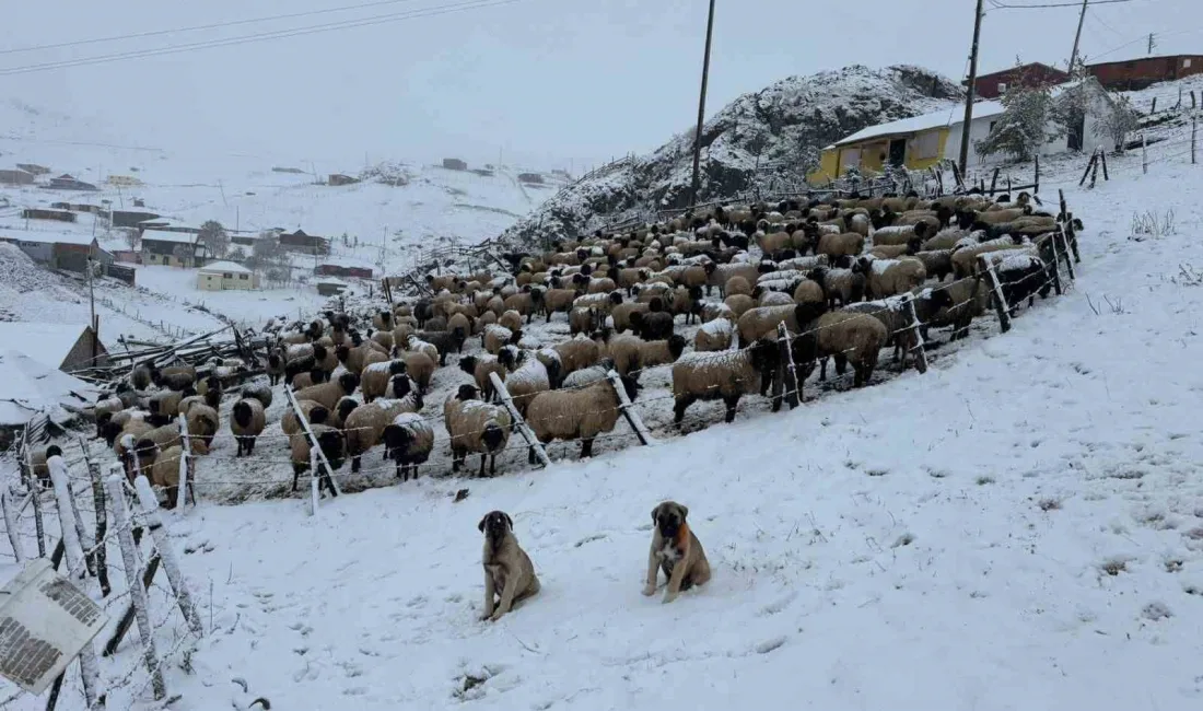 DOĞU KARADENİZ BÖLGESİ’NDE YAYLACILIK