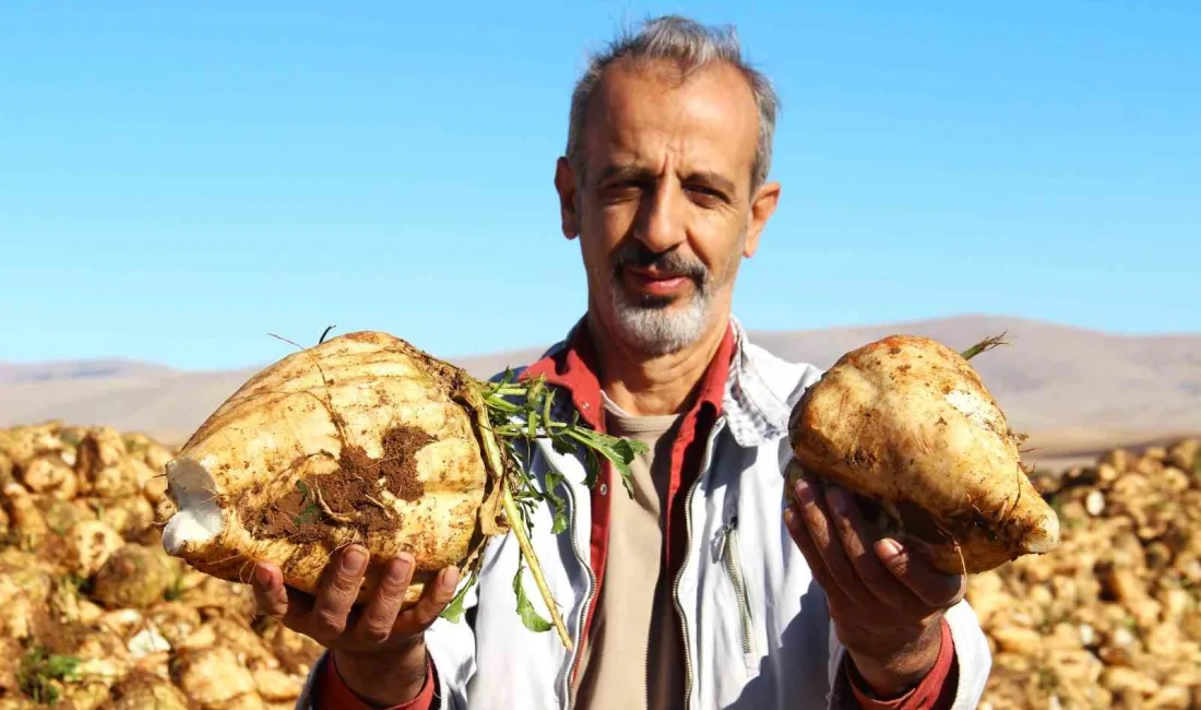 KAHRAMANMARAŞ'TA ŞEKER PANCARI SÖKÜM