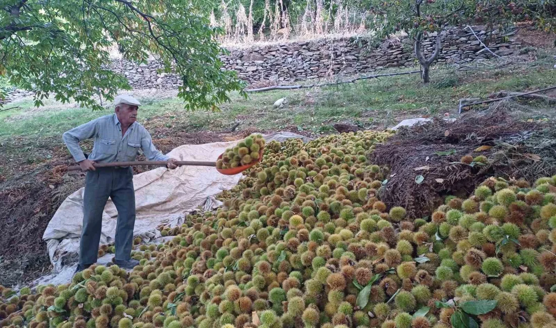 KÖŞK’TE KESTANE HASADI DEVAM