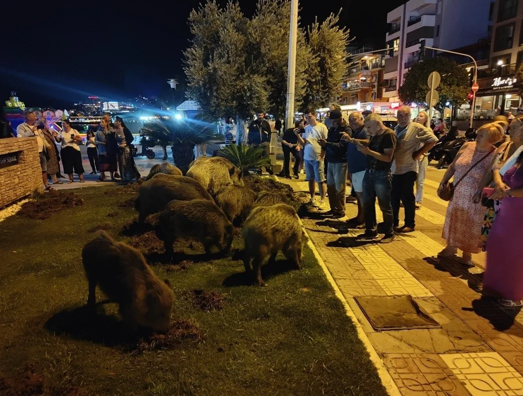 Kuşadası’nda merkeze yaban domuzları indi, o anlar kameraya yansıdı