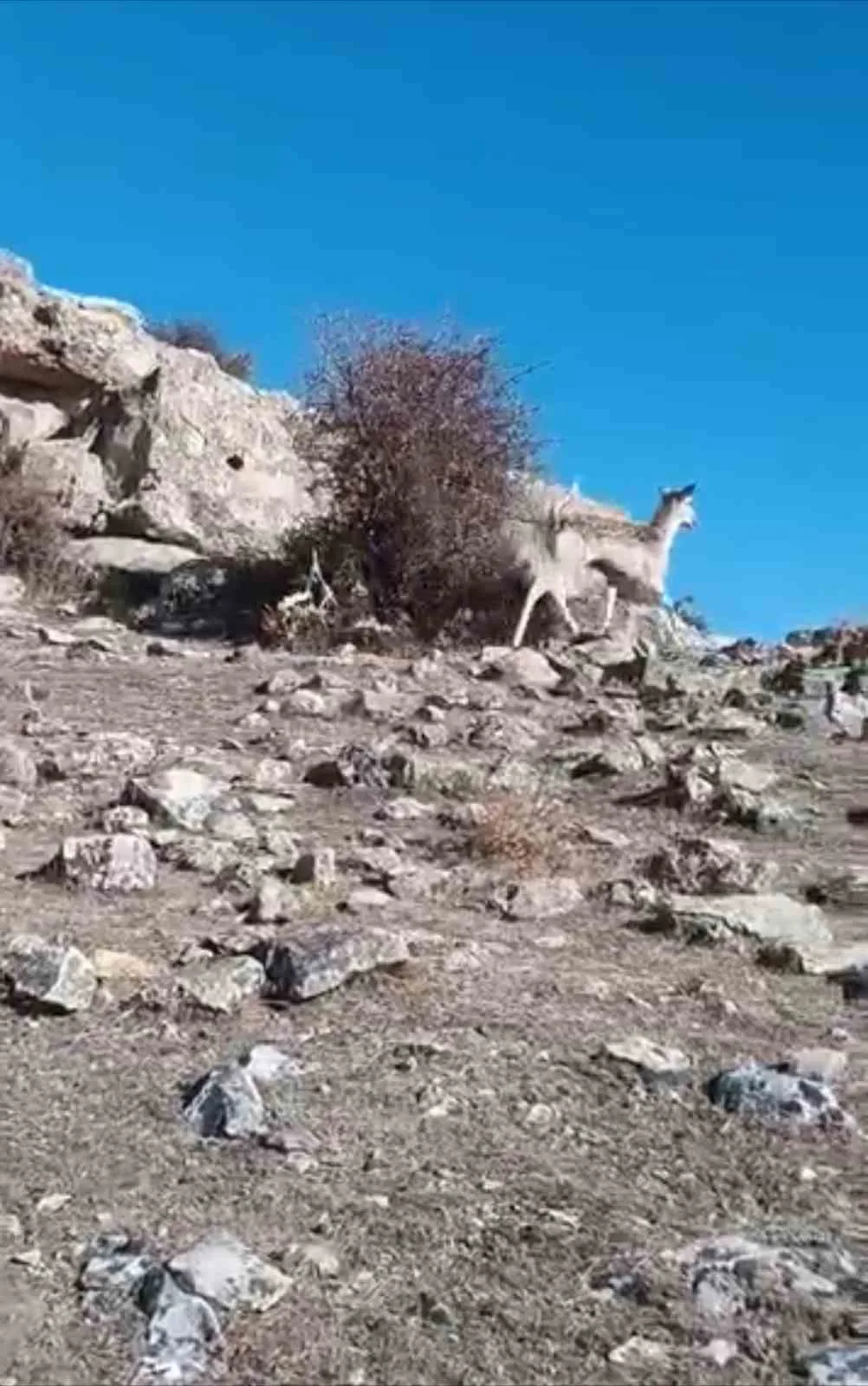 Mardin’de ceylan görüntülendi