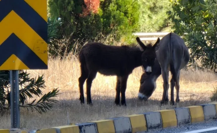 MUĞLA’NIN MARMARİS İLÇESİNDE YOL