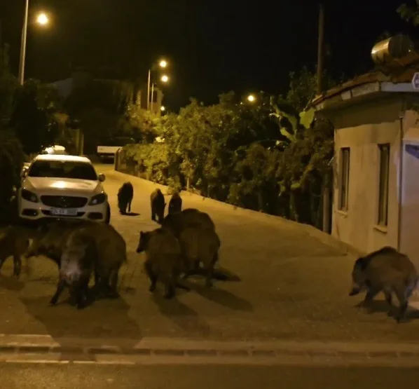 Marmaris’te yaban domuzları, cadde ve sokakları istila etmeye başladı