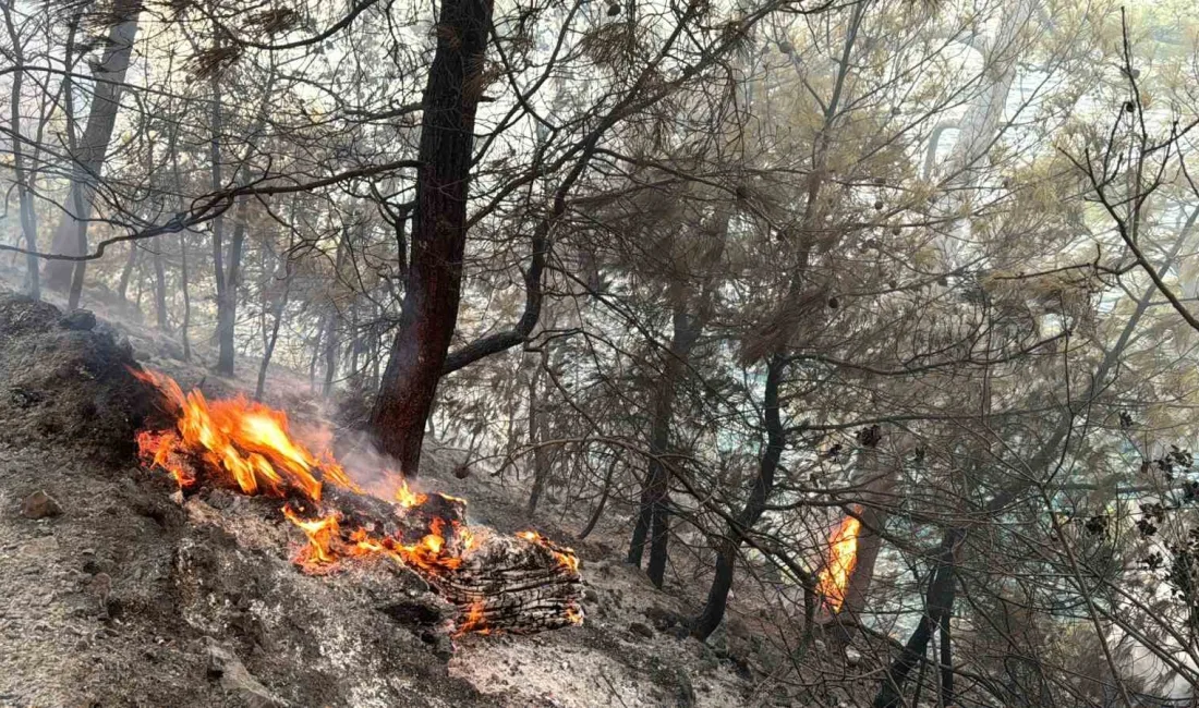 MUĞLA GÖKOVA KÖRFEZİ’NDE ORMAN