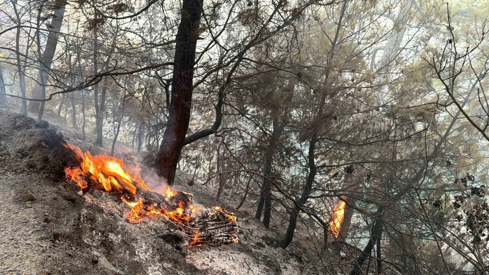 Muğla Gökova Körfezi’nde orman yangını