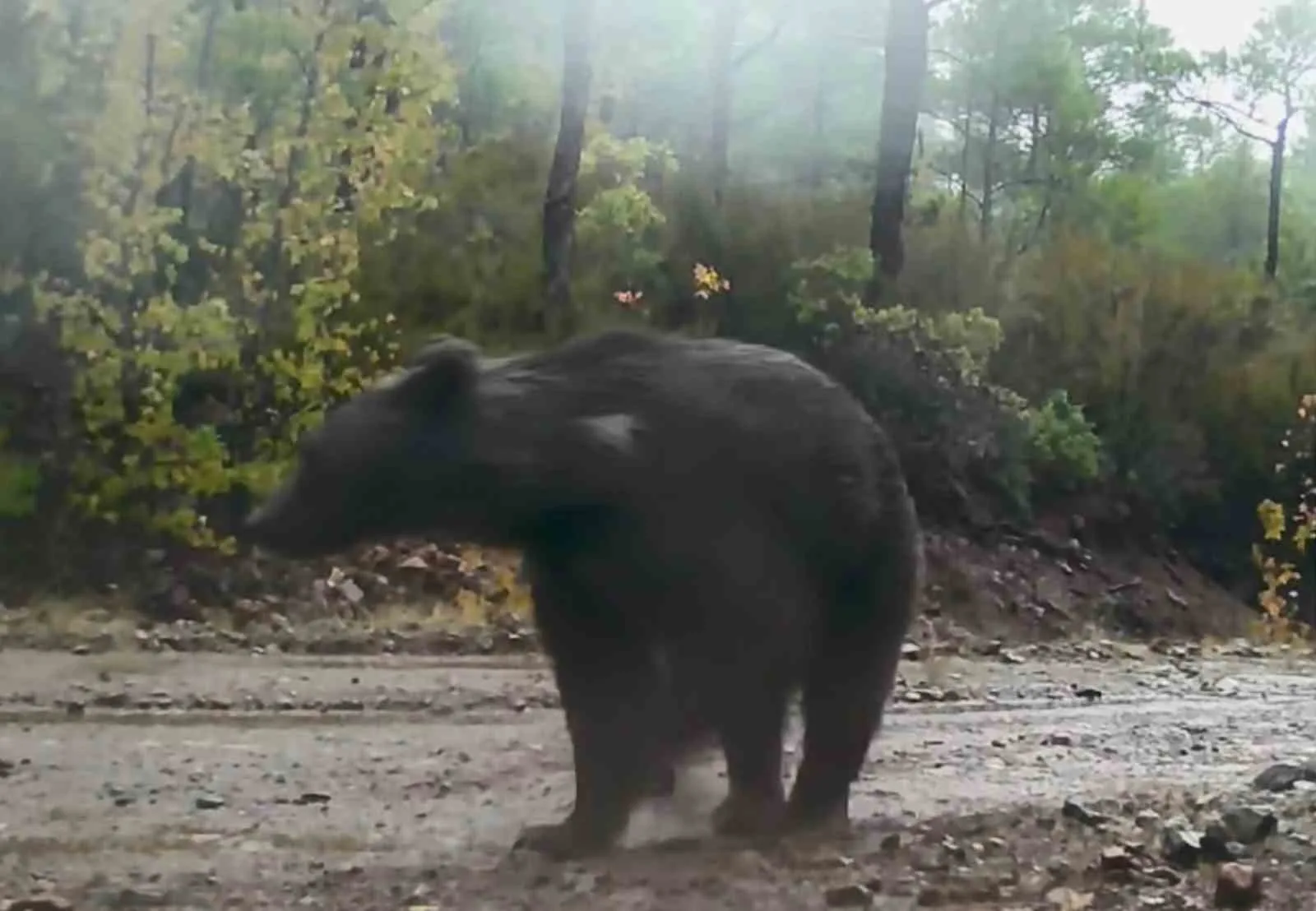 Muğla’da yaban hayatı fotokapana yansıdı