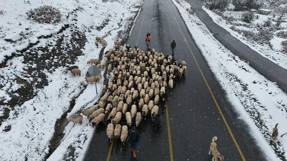 Ordu yaylalarında görsel kar şöleni