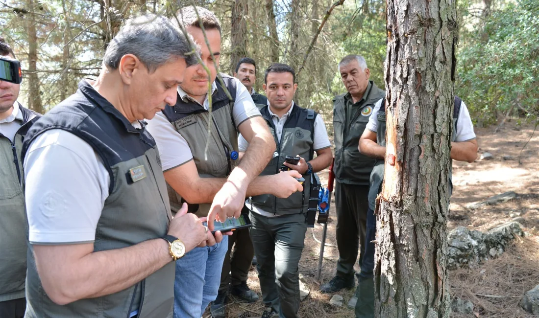 MERSİN ORMAN BÖLGE MÜDÜRLÜĞÜ,