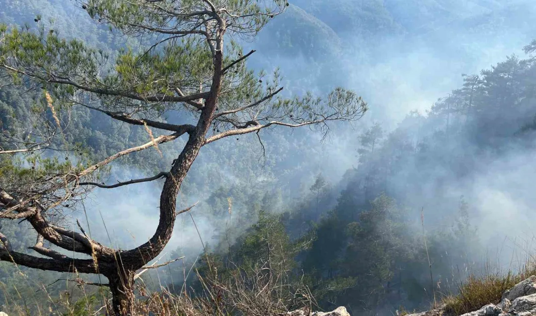 HATAY'DA AMANOSLAR'DA ÇIKAN ORMAN