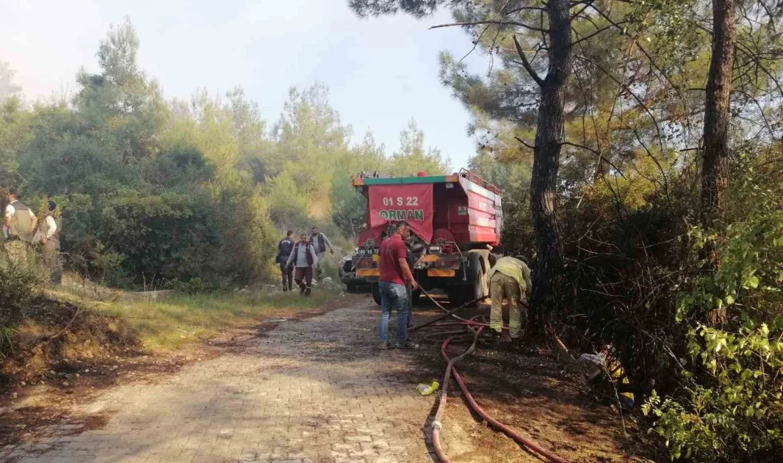 OSMANİYE'NİN KADİRLİ İLÇESİNDE ORMANLIK