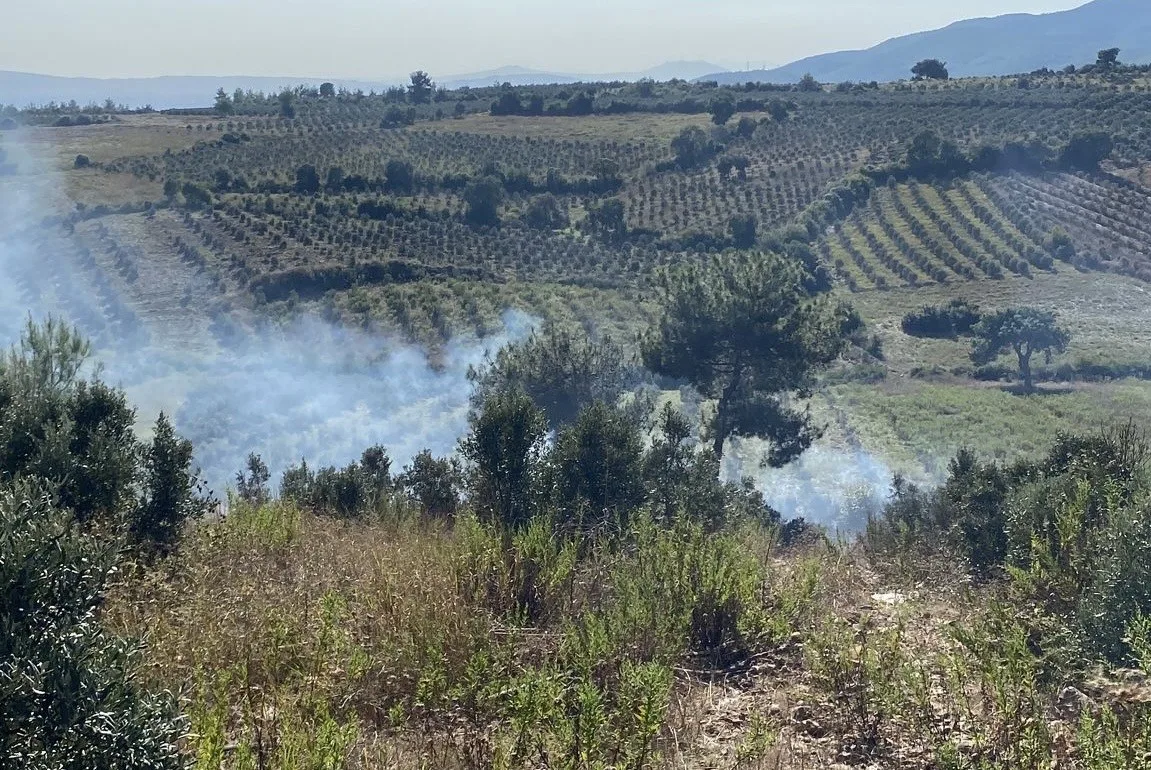 Osmaniye’de otluk alanda başlayan yangın zeytin ağaçlarına sıçradı