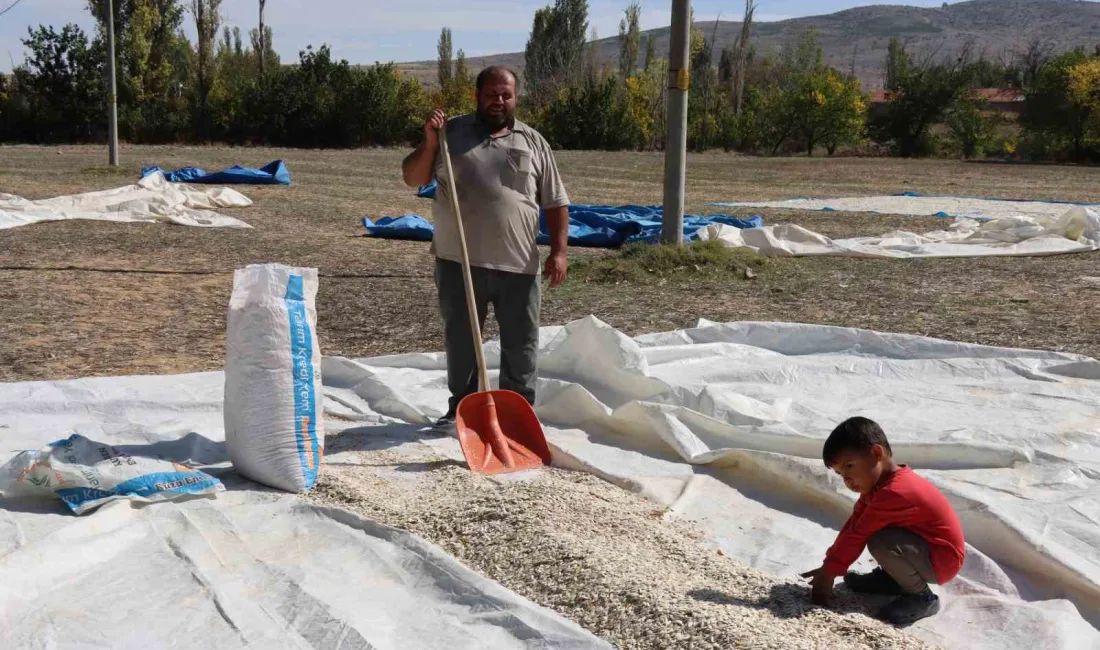 KABAK ÇEKİRDEĞİ ÇİFTÇİNİN YÜZÜNÜ