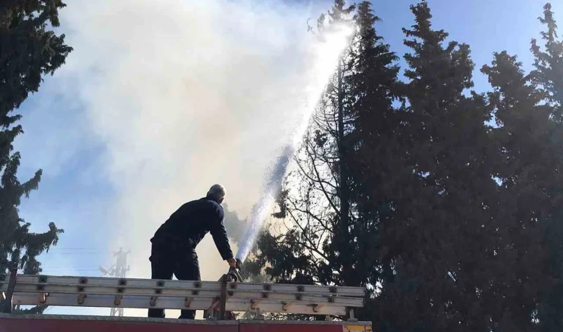 HATAY’DA ÇAMLIK ALANDA ÇIKAN