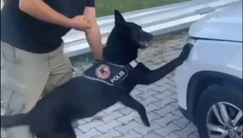 SAMSUN'DA NARKOTİK DEDEKTÖR KÖPEĞİ