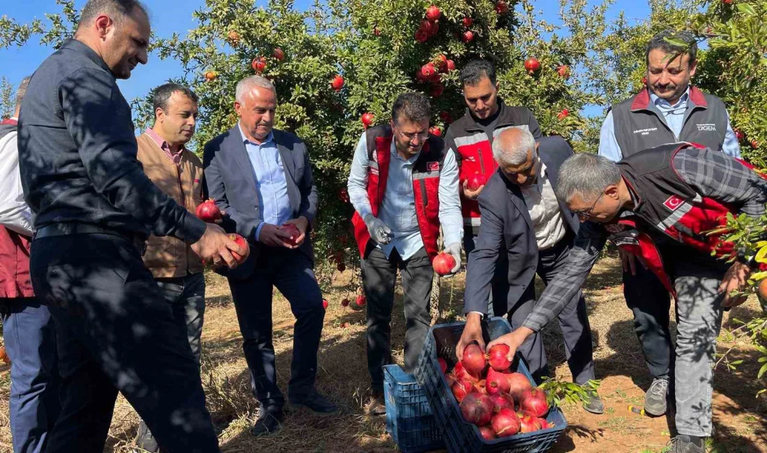 ŞANLIURFA’DA ÜRETİLEN HİCAZ NARI