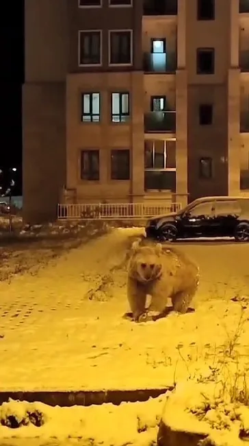 SARIKAMIŞ’TA KIŞ UYKUSUNA YATMAYAN