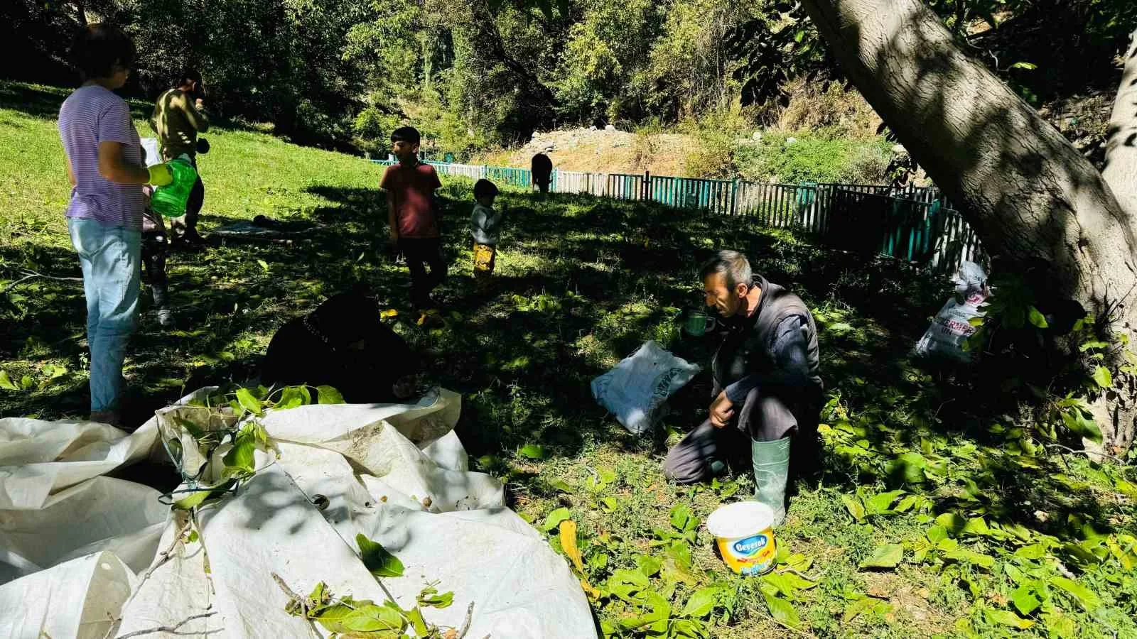 Şırnak’ta ceviz hasadı başladı