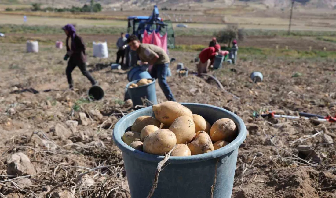 PATATES ÜRETİMİN DE TÜRKİYE’DE