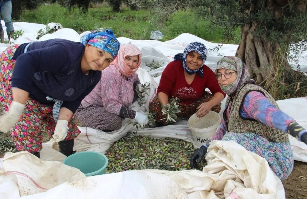 SOFRALIK ZEYTİN ÜRETİMİNİN YÜZDE