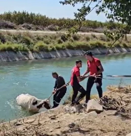 SULAMAM KANALINA DÜŞEN İNEĞİ