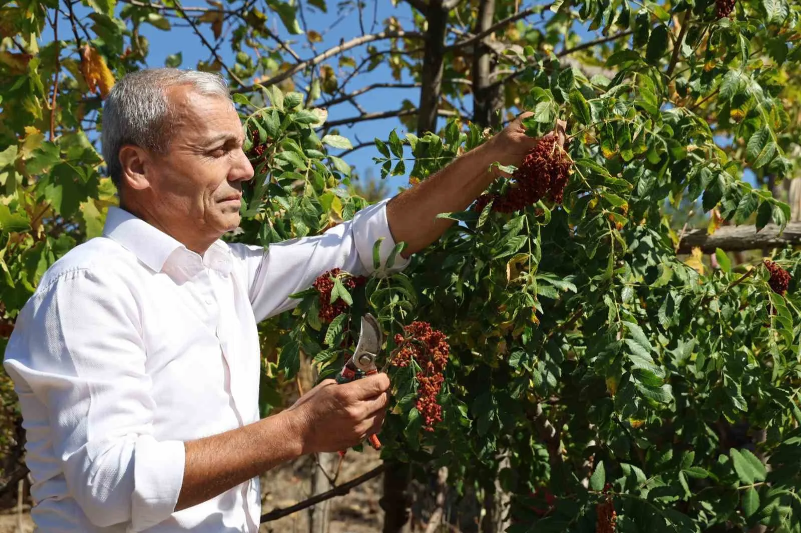 “Sumakçı Dede” bir ilke imza attığı sumakları miras bıraktı