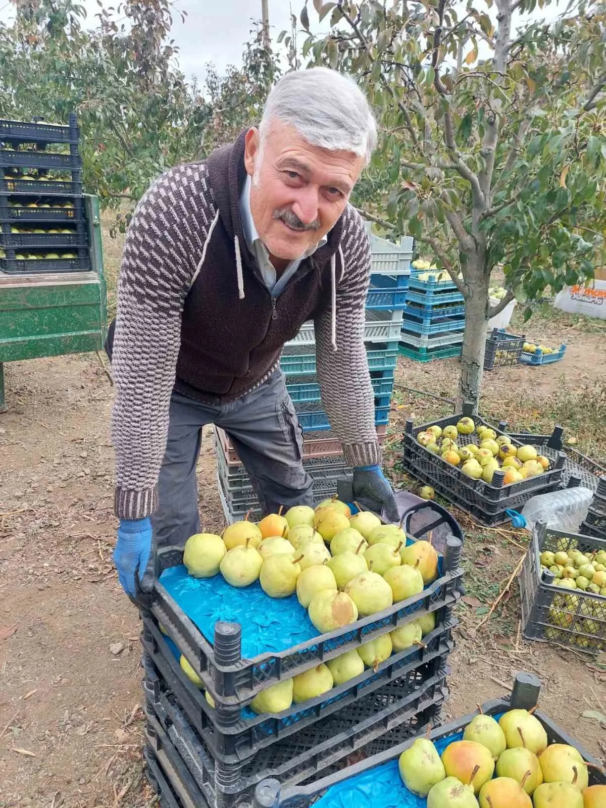 Sungurlu’da deveci armudu hasadı başladı