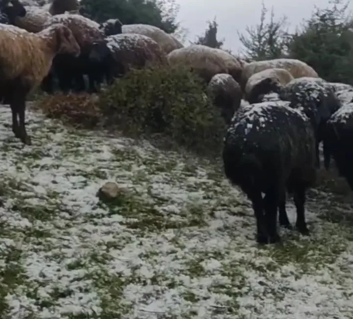 TOKAT'TAKİ KIZKAYASI YAYLASI'NDA ANİDEN