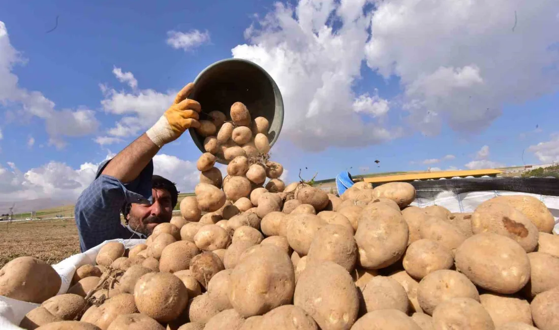 TÜRKİYE’NİN PATATES AMBARLARINDAN OLAN