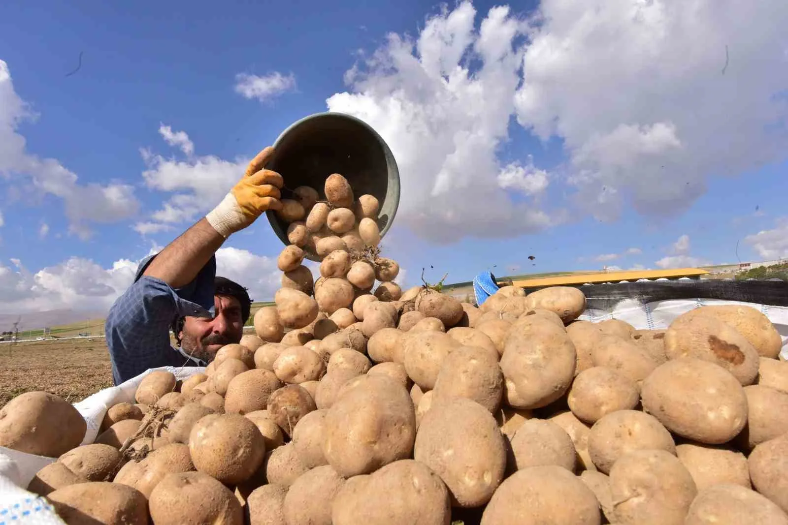 Türkiye’nin patates ambarlarından Ahlat’ta hasat başladı