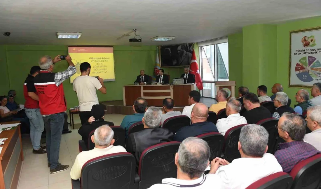 ORDU’NUN ÜNYE İLÇESİNDE FINDIK