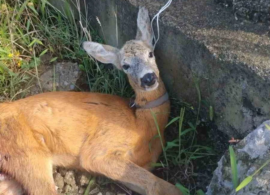 GİRESUN'UN EYNESİL İLÇESİNDE, KÖPEKLERİN